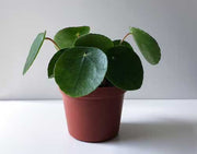 PILEA PEPEROMIOIDES MINI PIANTA DELLE MONETE VASO 6CM