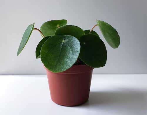 PILEA PEPEROMIOIDES MINI PIANTA DELLE MONETE VASO 6CM