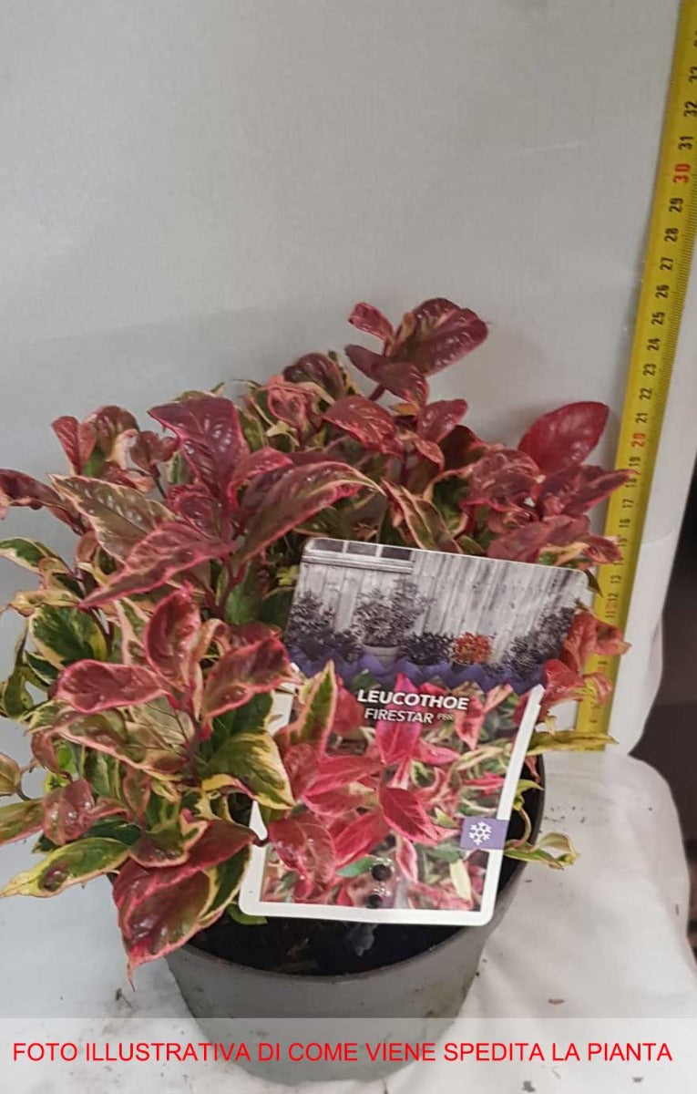 LEUCOTHOE FIRESTAR VASO 17CM