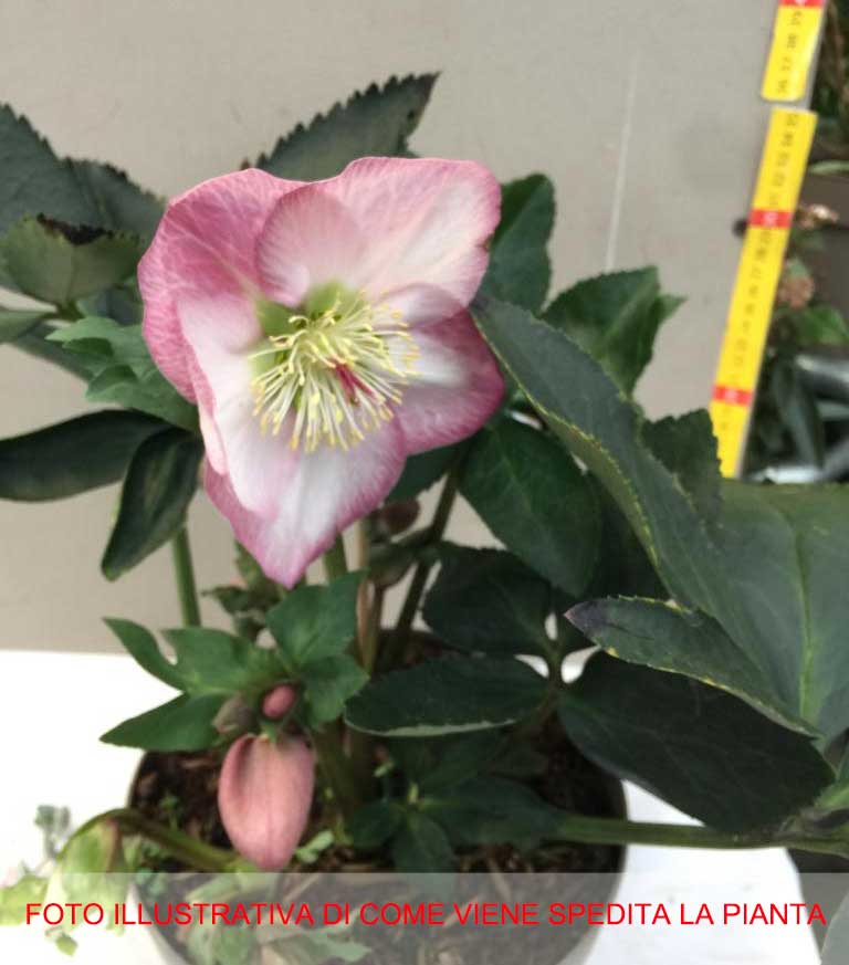 HELLEBORUS ORIENTALIS ROSA DI NATALE VASO 19CM