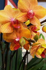 ORCHIDEA PHALAENOPSIS MYMONRO BROZER VASO 12CM