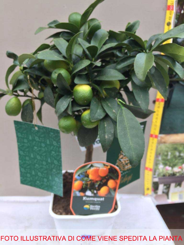 KUMQUAT MANDARINO CINESE IN VASO 15CM
