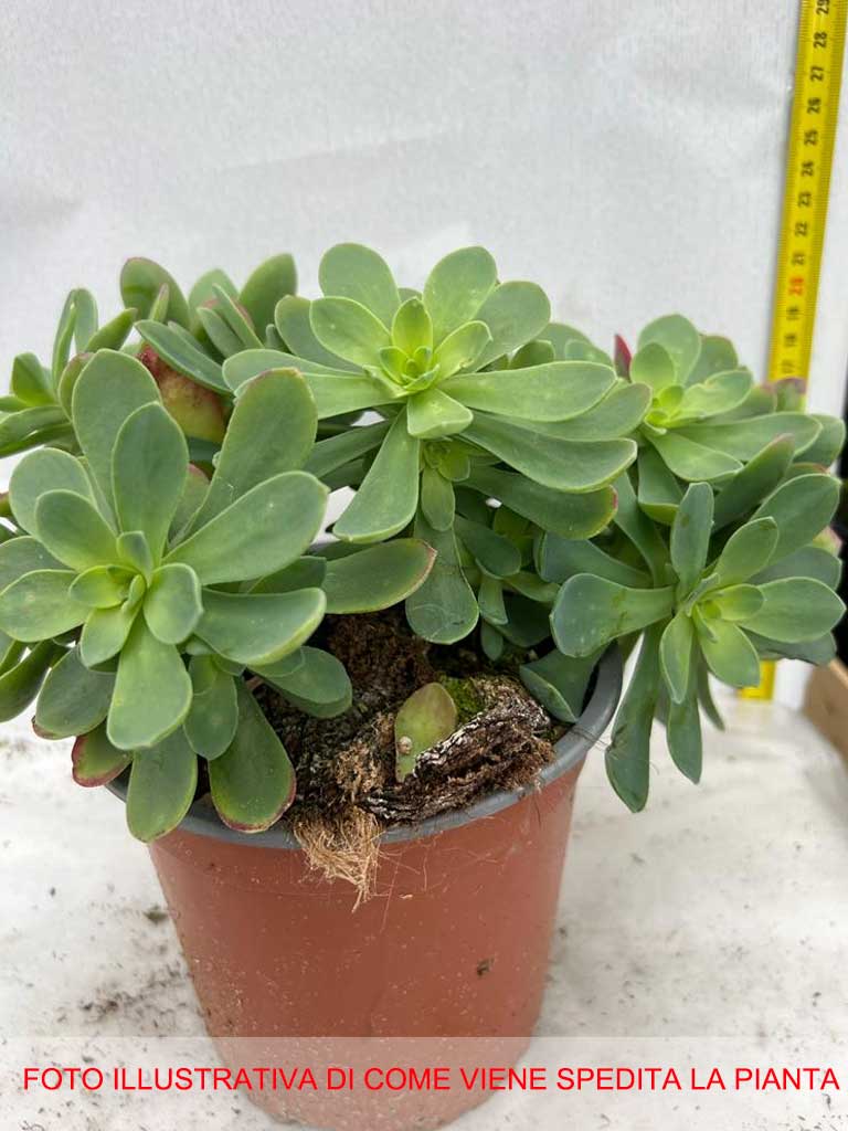 SEDUM PALMERI IN VASO 15CM
