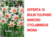 OFFERTA 15 BULBI NARCISO CYCLAMINEUS IWONA
