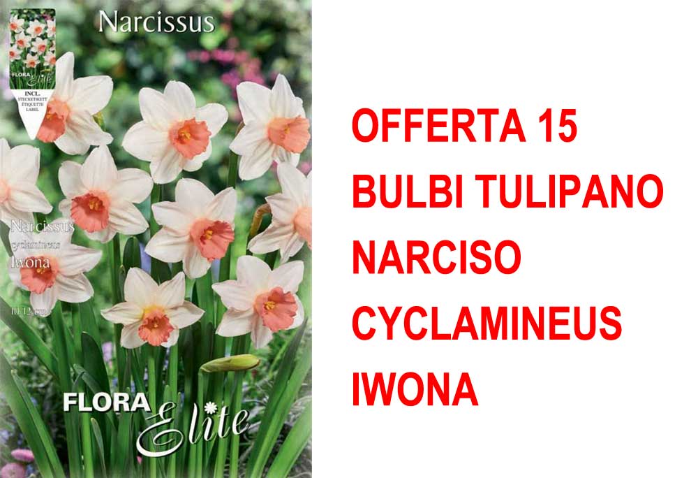 OFFERTA 15 BULBI NARCISO CYCLAMINEUS IWONA