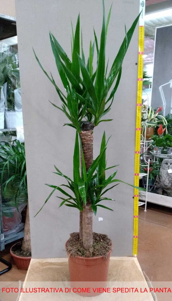 YUCCA VASO 19CM