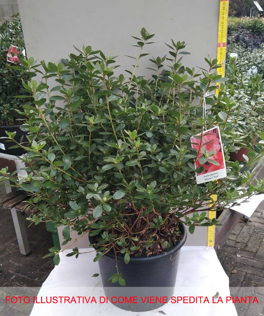 AZALEA JAPONICA RUSTICA BLAAUW'S ROSA VASO 24CM