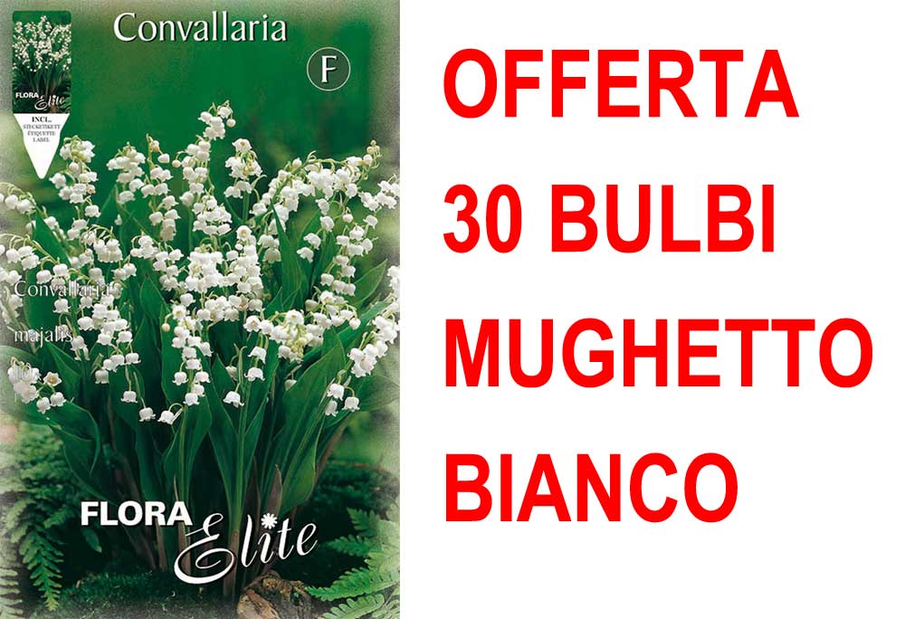 OFFERTA 30 BULBI MUGHETTO BIANCO CONVALLARIA MAJALIS