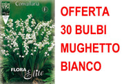 OFFERTA 30 BULBI MUGHETTO BIANCO CONVALLARIA MAJALIS