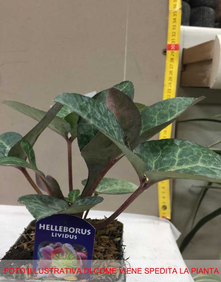 HELLEBORUS LIVIDUS ROSA DI NATALE VASO 9CM