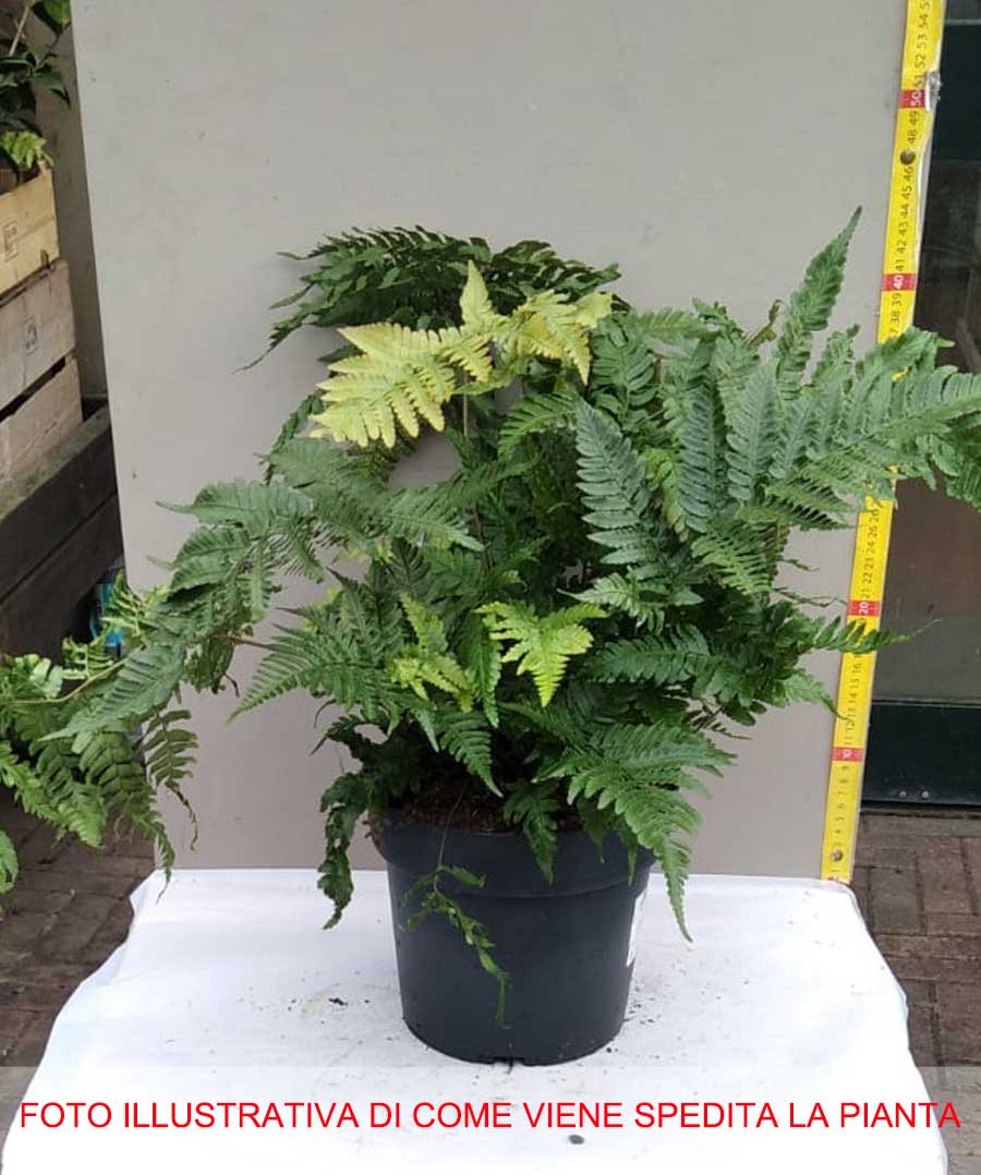 FELCE DRYOPTERIS ERYTHROSORA BRILLIANCE VASO 19CM