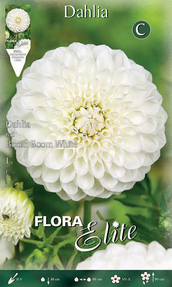 DAHLIA BOOM BOOM WHITE (CONFEZIONE DA 1 BULBO)