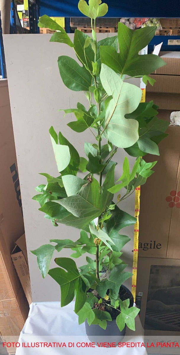 LIRIODENDRON TULIPIFERA ALBERO DEI TULIPANI VASO 23CM