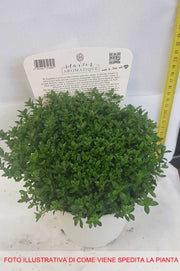 SANTOREGGIA IN VASO 14CM