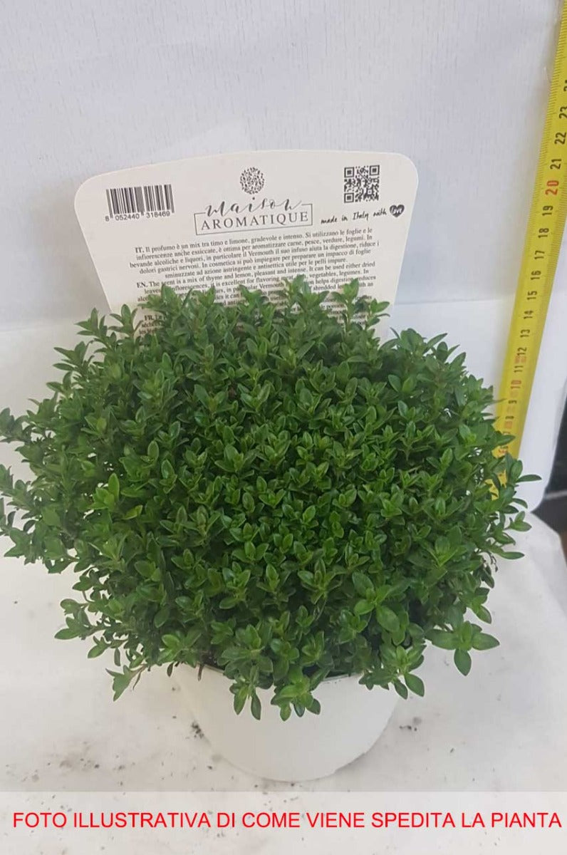 SANTOREGGIA IN VASO 14CM