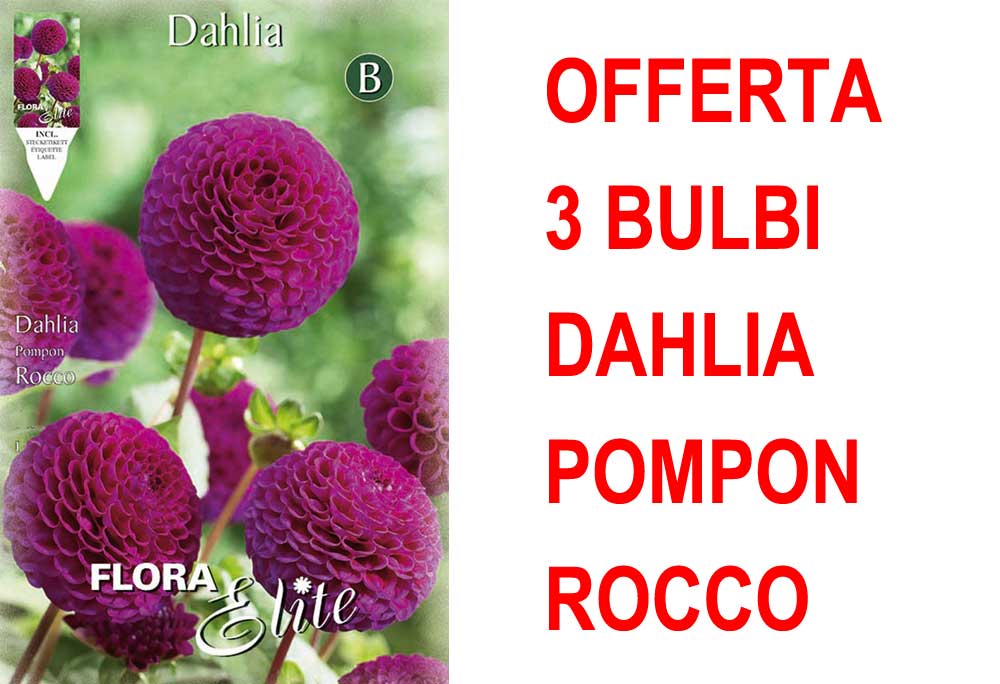 OFFERTA 3 BULBI DAHLIA POMPON ROCCO