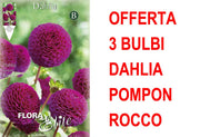 OFFERTA 3 BULBI DAHLIA POMPON ROCCO