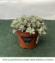SEDUM SPATHIFOLIUM CAPE BLANCO  VASO 10.5CM