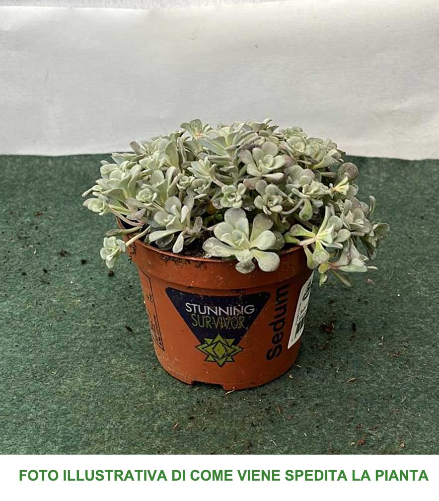SEDUM SPATHIFOLIUM CAPE BLANCO  VASO 10.5CM