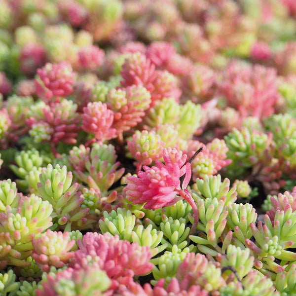 SEDUM IN MIX ASSORTITO VASO 17CM