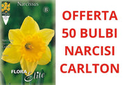 OFFERTA 50 BULBI NARCISO LARGE-CUPPED CARLTON