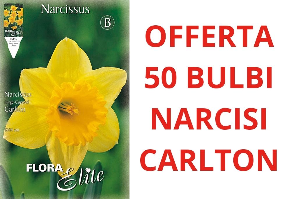 OFFERTA 50 BULBI NARCISO LARGE-CUPPED CARLTON