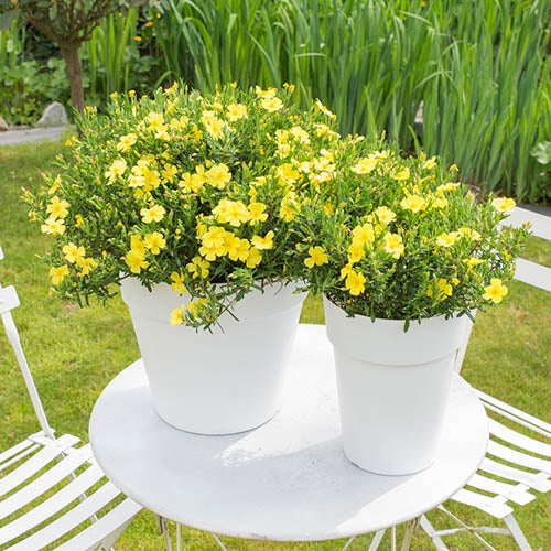 HALIMIUM APRIL SUN  VASO 17CM