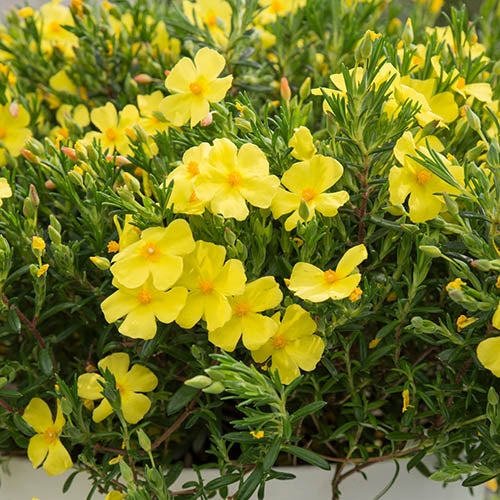 HALIMIUM APRIL SUN  VASO 17CM