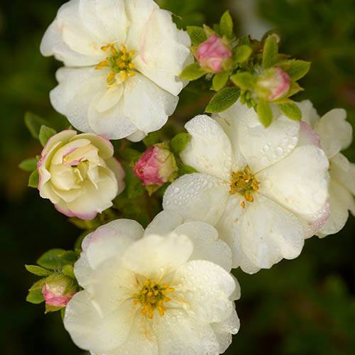 POTENTILLA FRUCTICOSA DOUBLE CREAM VASO 18CM