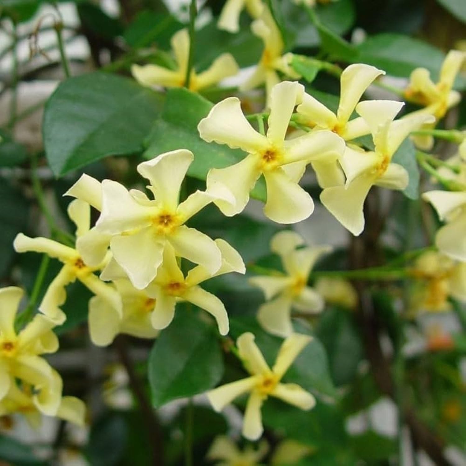 Trachelospermum Christabel Bielenberg in vaso da 18cm