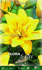 Lilium Giglio Double Fata Morgana (CONFEZIONE DA 2 BULBI)