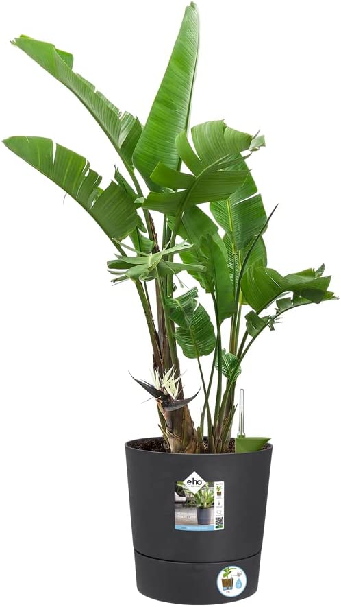 VASO GREENSENSE AQUA CARE ROUND 35CM CHARCOAL GREY GRIGIO SCURO