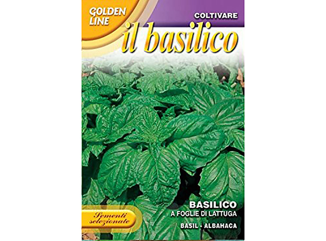 SEMI BASILICO A FOGLIE DI LATTUGA