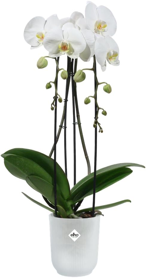 VASO VIBES FOLD ORCHID HIGH 12,5CM TRASPARENTE