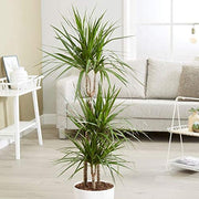 DRACENA MARGINATA TRONCHETTO DELLA FELICITÀ VASO 19CM