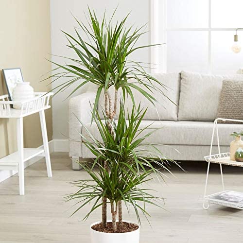DRACENA MARGINATA TRONCHETTO DELLA FELICITÀ VASO 19CM