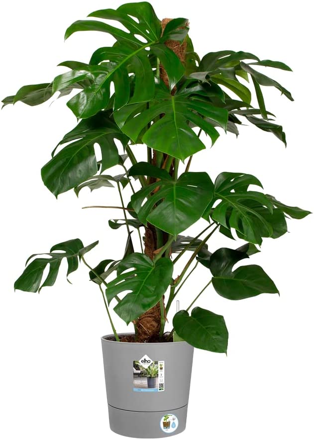 VASO GREENSENSE AQUA CARE ROUND 30CM LIGHT CONCRETE GRIGIO