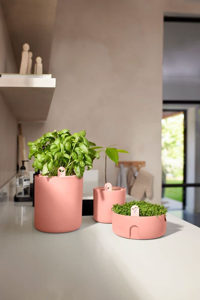 VASO AMAZING AVOCADO POT TERRA