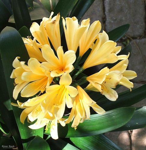 CLIVIA MINIATA GIALLA IN VASO 15CM