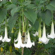 BRUGMANSIA DATURA VASO 19CM
