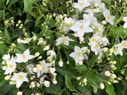 SOLANUM JASMINOIDES GELSOMINO DI NOTTE VASO 17CM