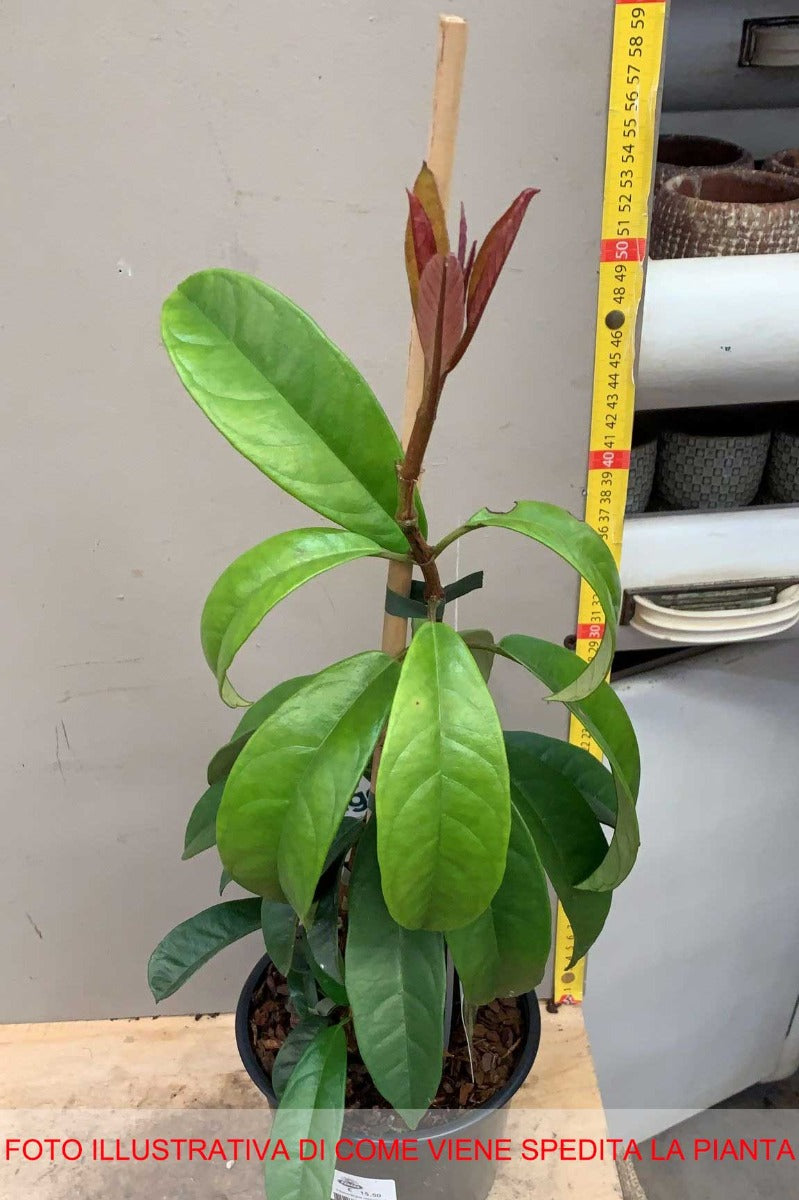 PILEOSTEGIA VIBURNOIDES VASO 17CM