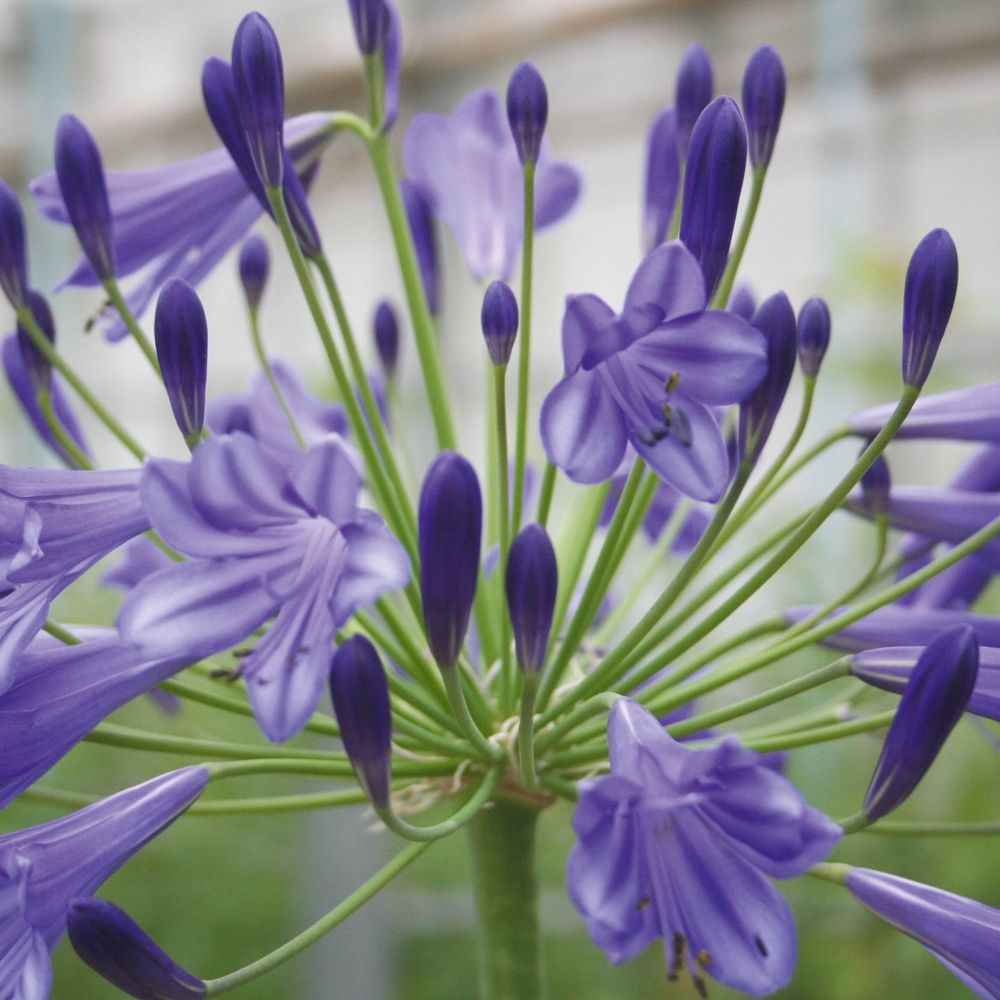 AGAPANTHUS VALLEE DE LOIRE VASO 18CM