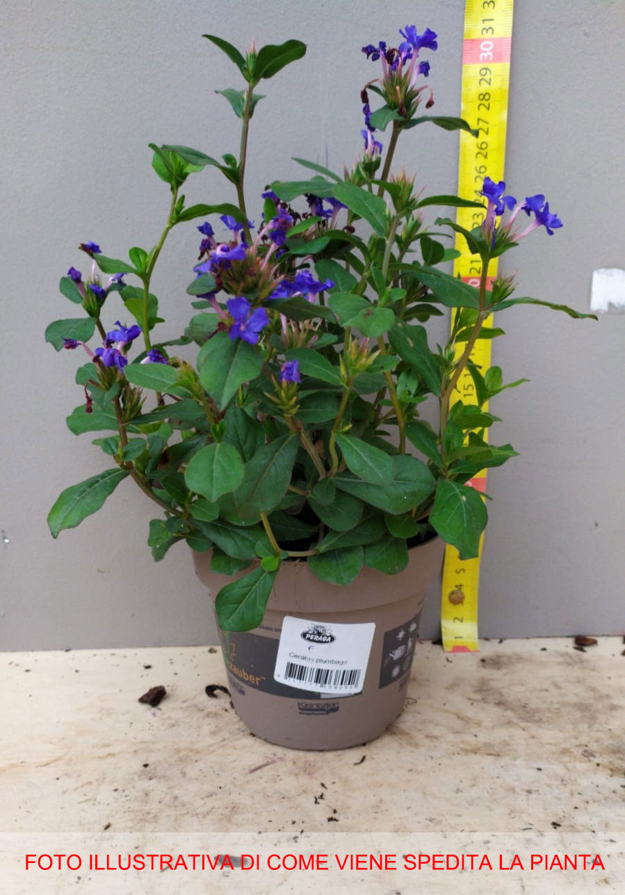 CERATOSTIGMA PLUMBAGINOIDES VASO 10CM