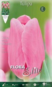 Bulbi di Tulipano Triumph Mistress (CONFEZIONE DA 7 BULBI)