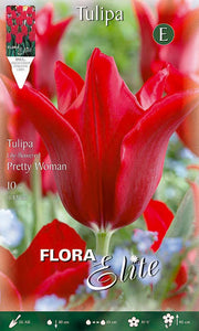 Bulbi di Tulipano a Lily-Flowered Pretty Woman (CONFEZIONE DA 7 BULBI)