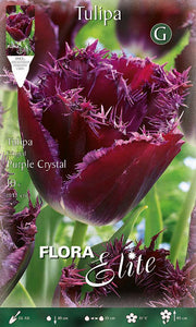 Bulbi di tulipano Fringed Purple Crystal (CONFEZIONE DA 7 BULBI)