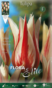 Bulbi di Tulipano Lily-Flowered Marilyn (CONFEZIONE DA 7 BULBI)