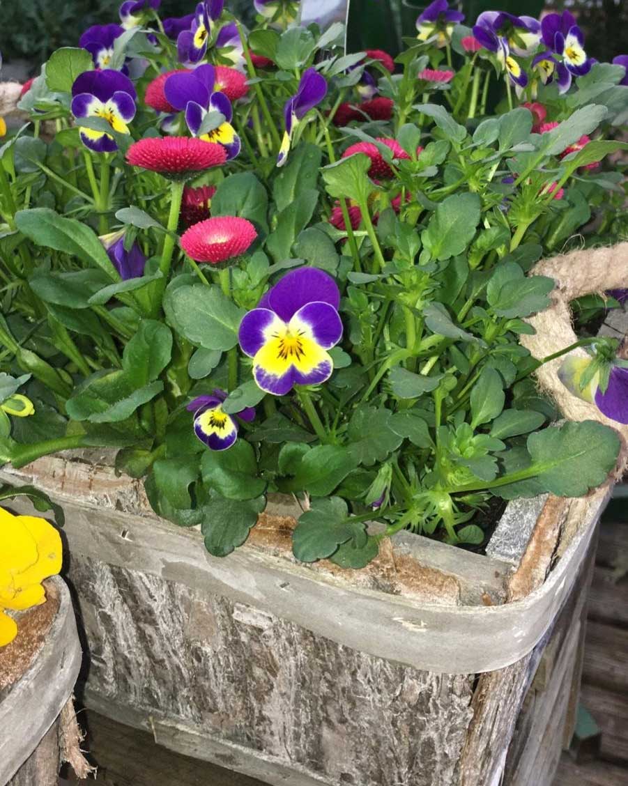 CESTINO REGALO CON VIOLE DEL PENSIERO + BELLIS 25CM
