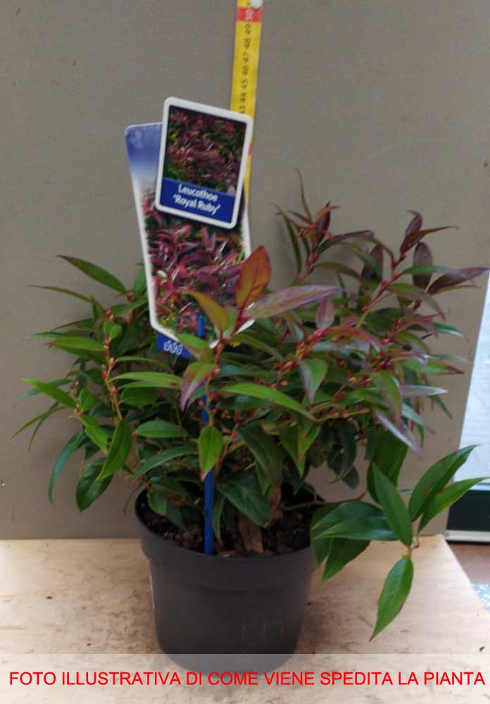 LEUCOTHOE KEISKEI ROYAL RUBY VASO 17CM